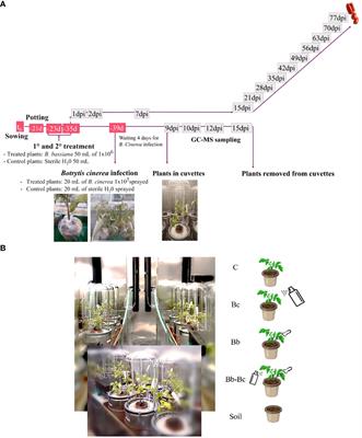 Interaction with the entomopathogenic fungus Beauveria bassiana influences tomato phenome and promotes resistance to Botrytis cinerea infection